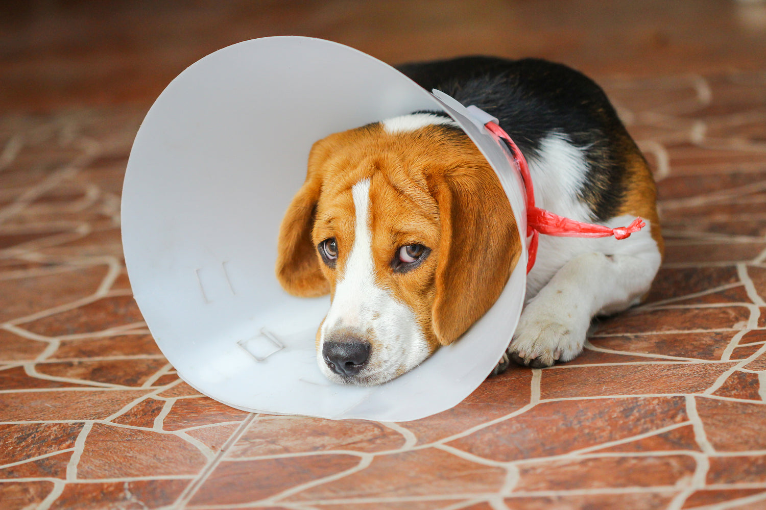 shutterstock_281382974